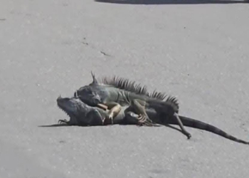 IGUANAS DETIENEN EL TRÁFICO EN PLENA AVENIDA DE CHETUMAL